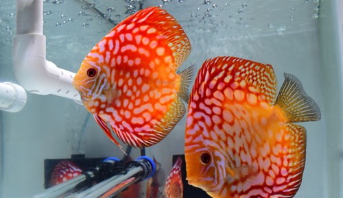 Two Red Rafflesia Discus
