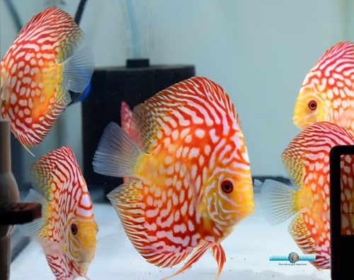 Beautiful Red CBK Fishes
