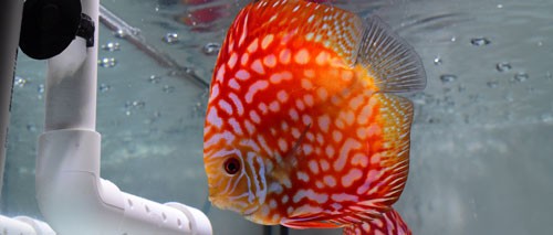 Patterned Red Rafflesia Discus