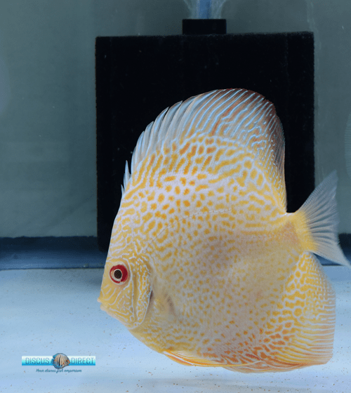 Yellow Discus Fish