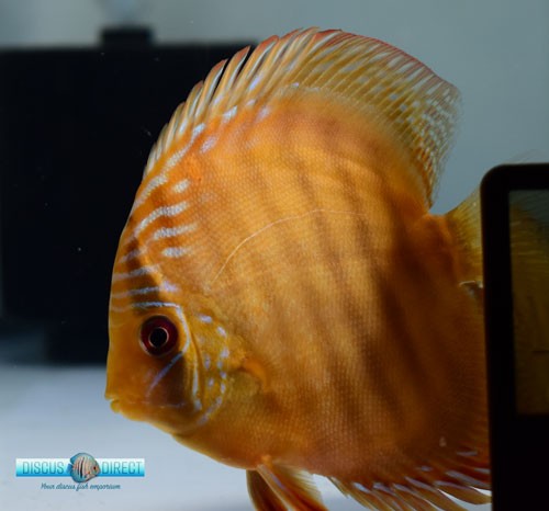 Patterned F2 Red Batata Discus